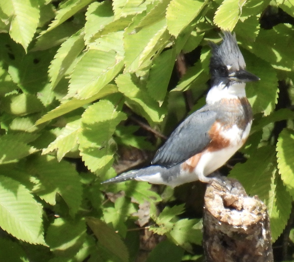 Belted Kingfisher - ML480602021