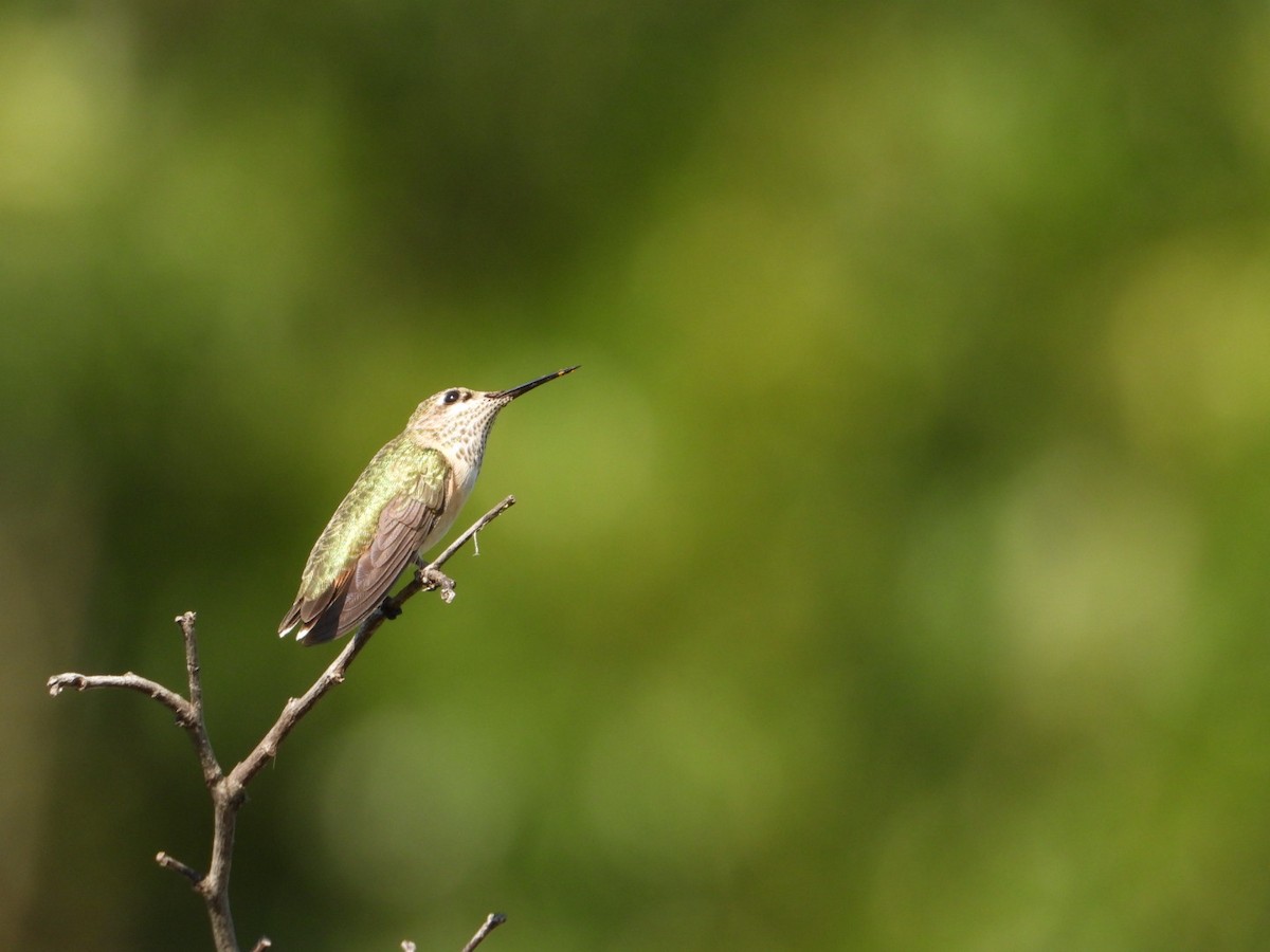 Calliope Hummingbird - ML480604871