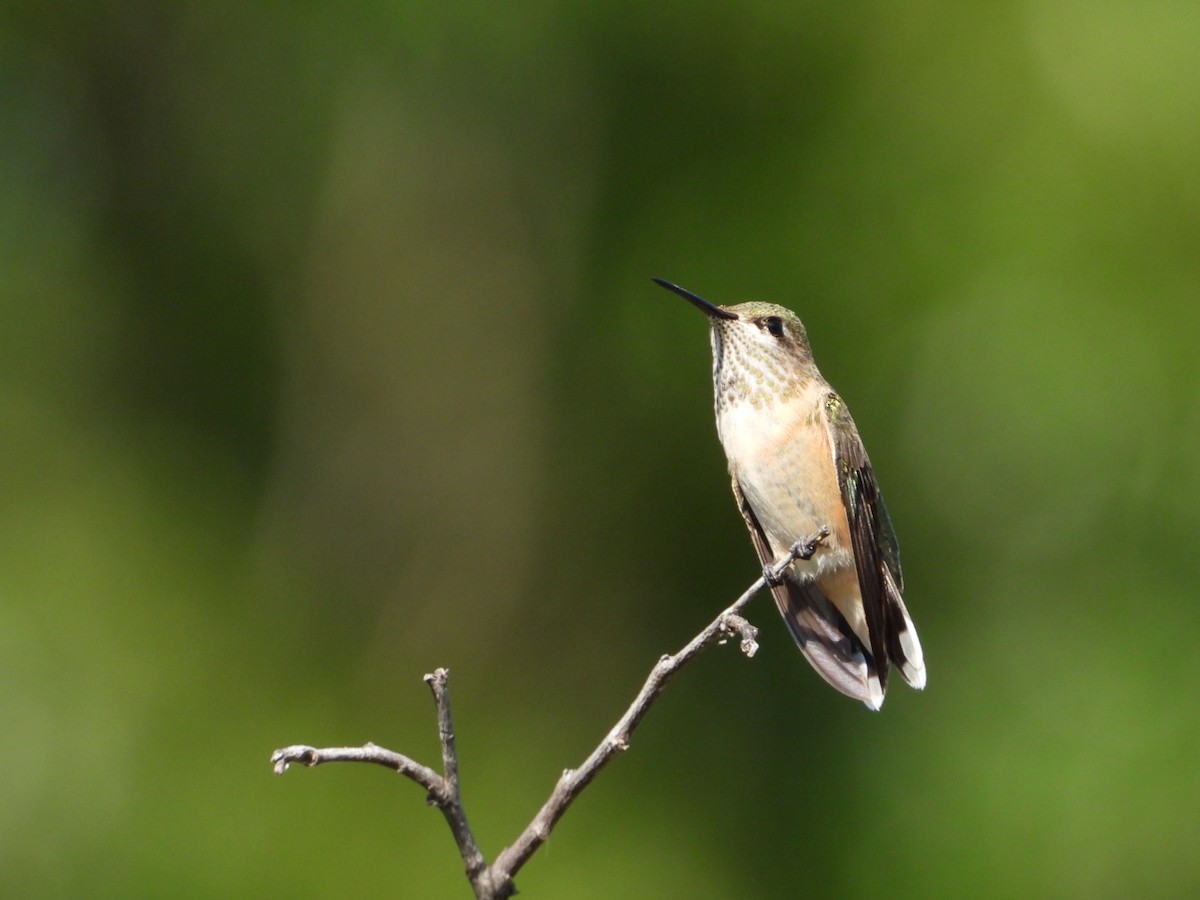 Calliope Hummingbird - ML480604881