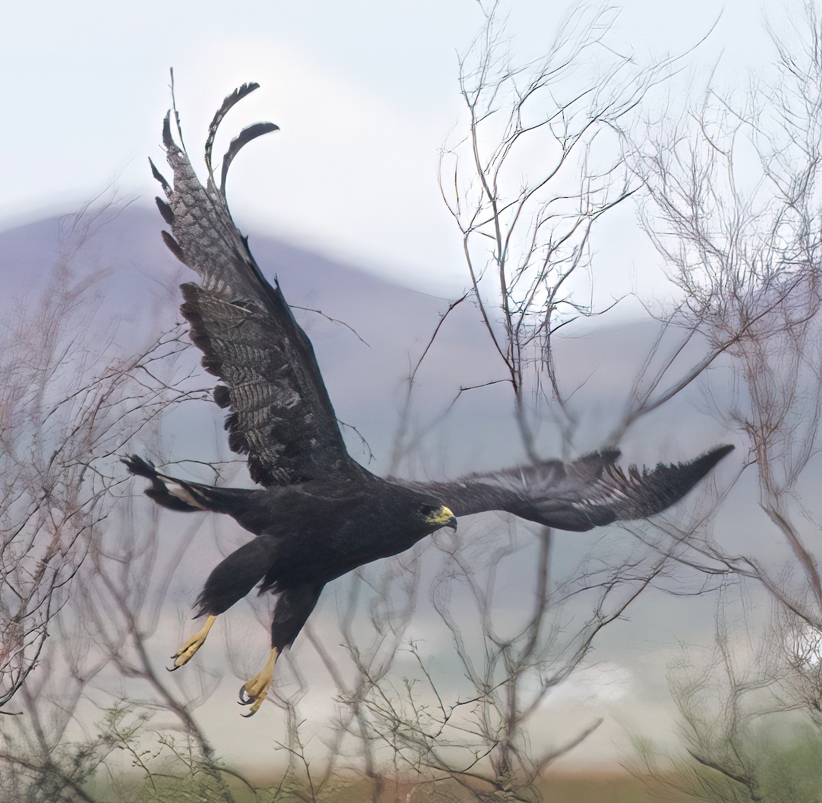 Zone-tailed Hawk - Jim Smith