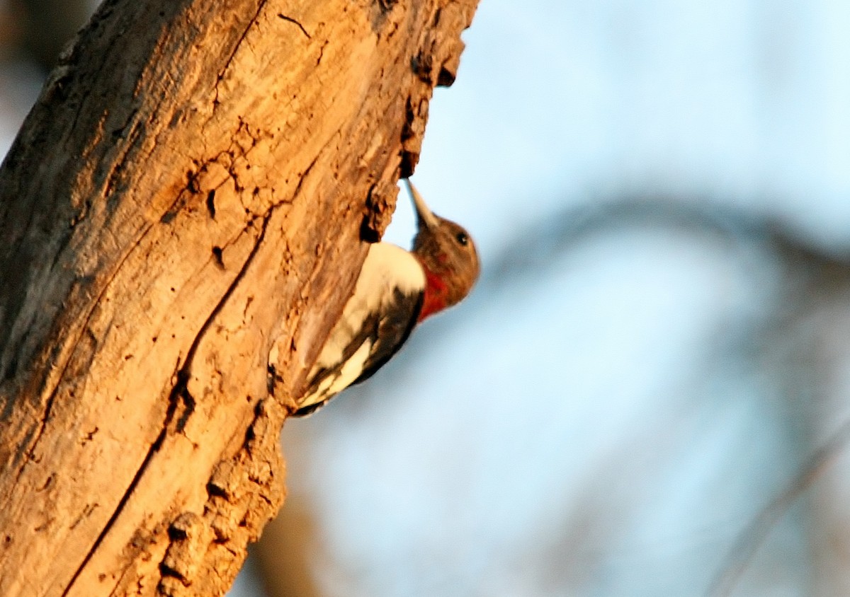Red-headed Woodpecker - Bruce Jones