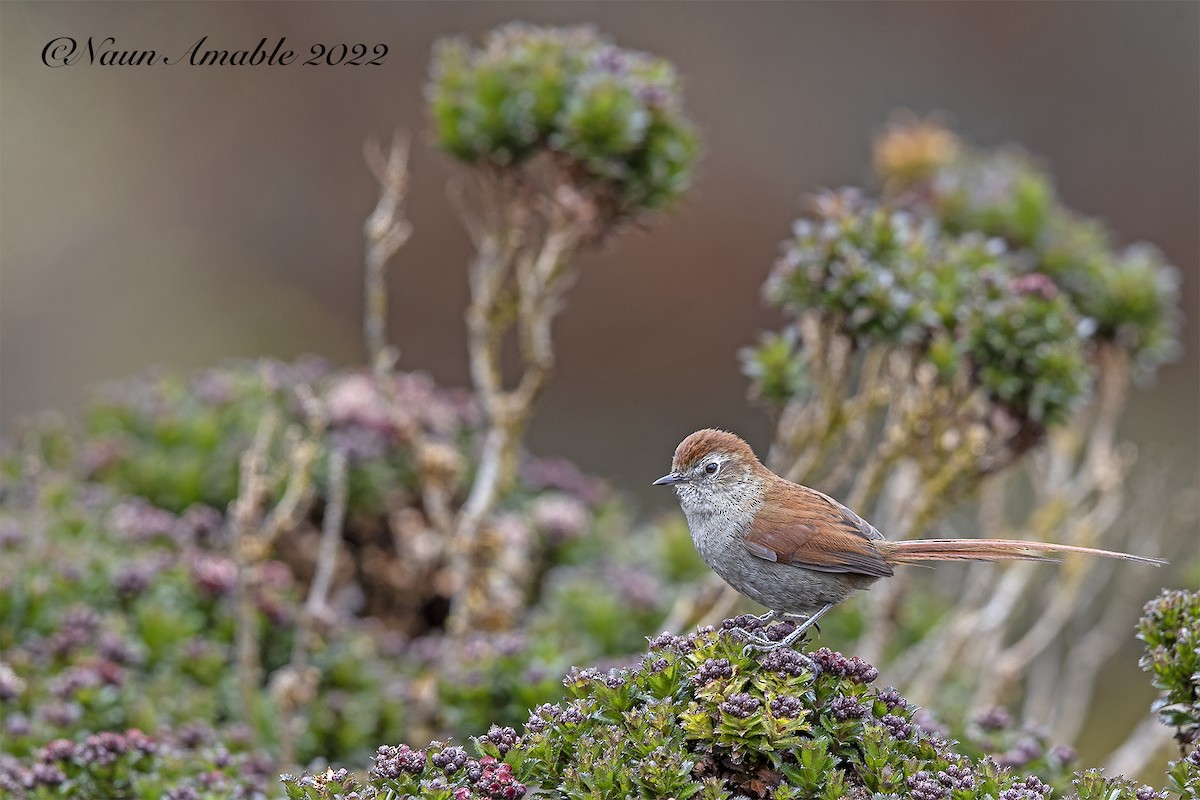 White-chinned Thistletail - ML480636941