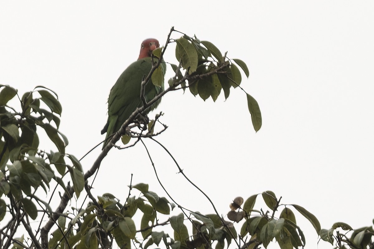 Red-cheeked Parrot - ML480637481