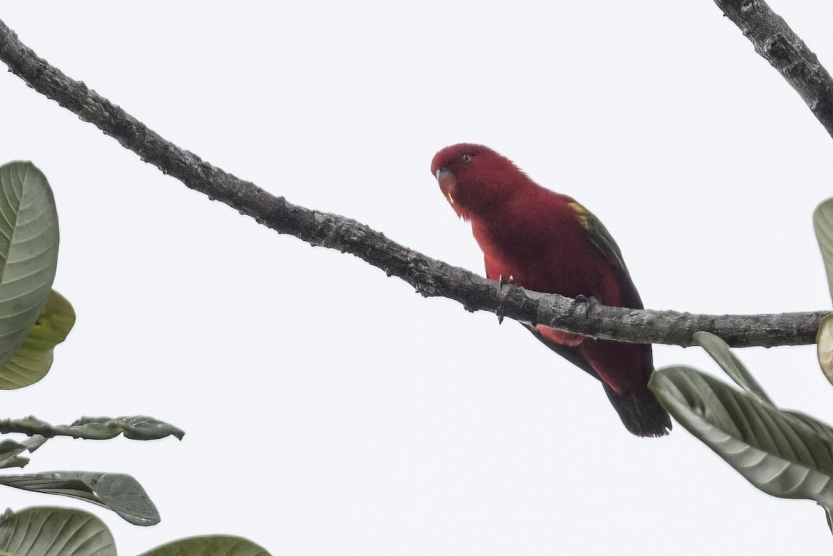 Chattering Lory - ML480637761