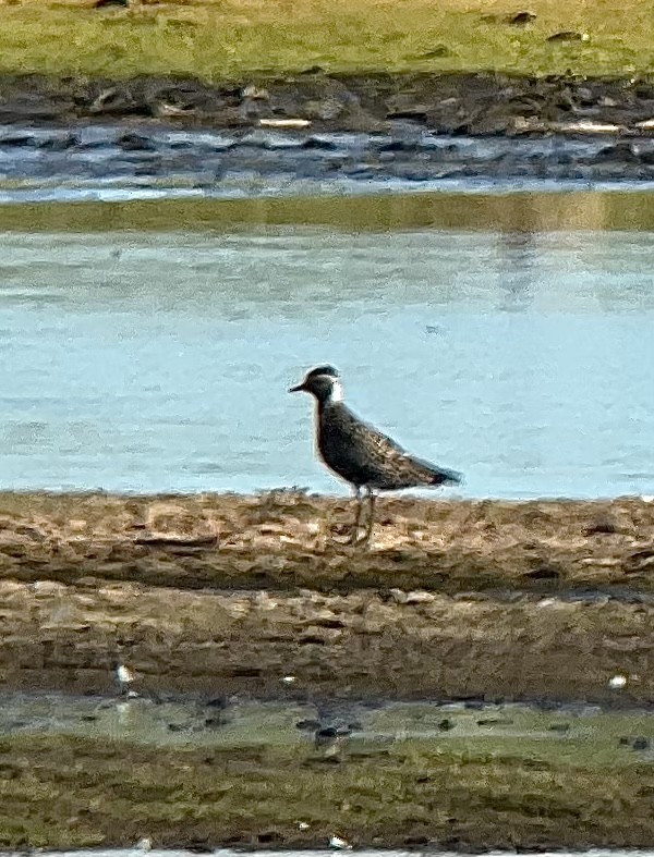 eBird Checklist 2 Sep 2022 Plum Island (please use more refined