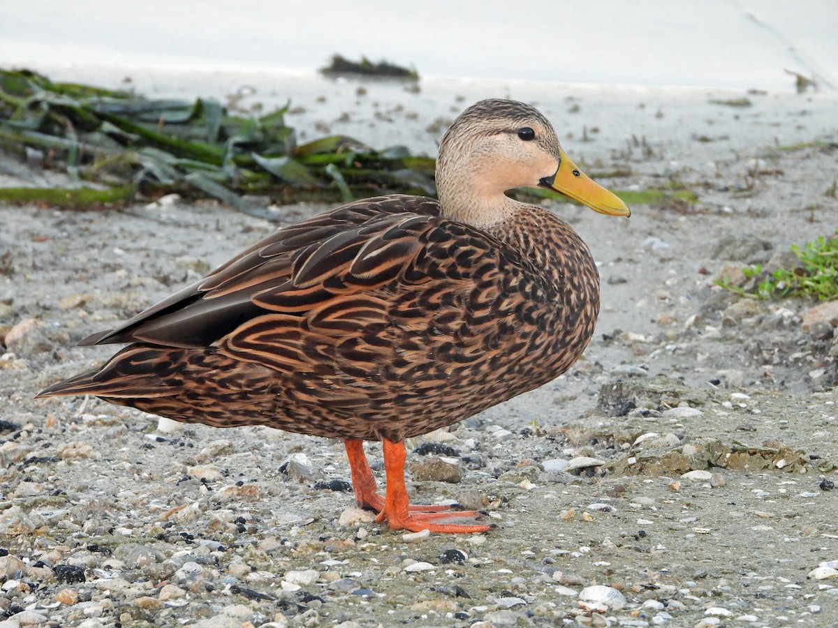 Mottled Duck - Mark Penkower