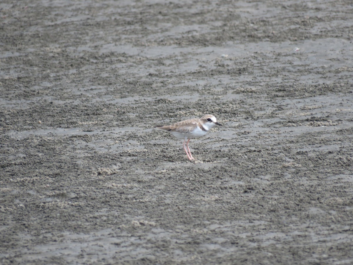 Collared Plover - ML480653611