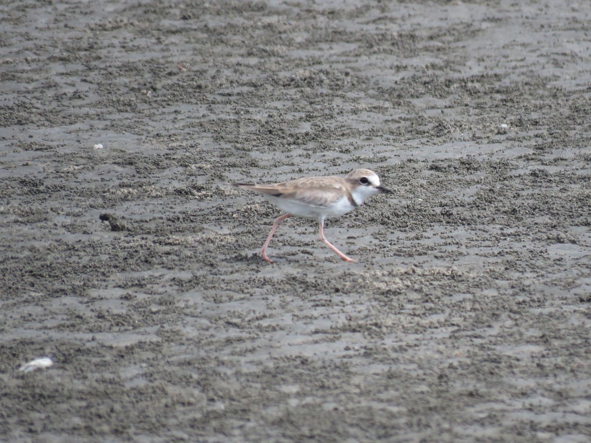 Collared Plover - ML480653631
