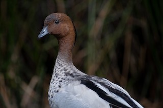 Maned Duck, ML480654051