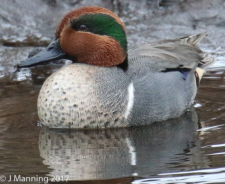 Green-winged Teal - ML48065701