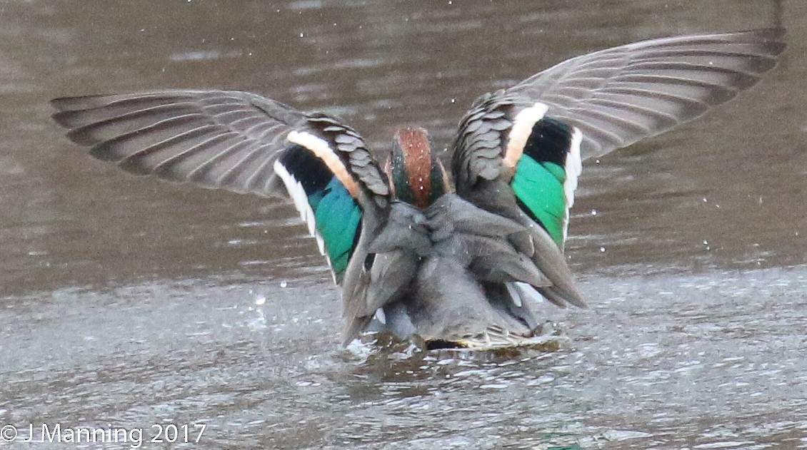Green-winged Teal - ML48065711