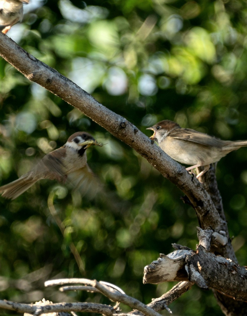 Eurasian Tree Sparrow - ML480658311