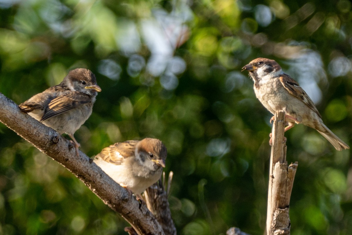 Eurasian Tree Sparrow - ML480658351