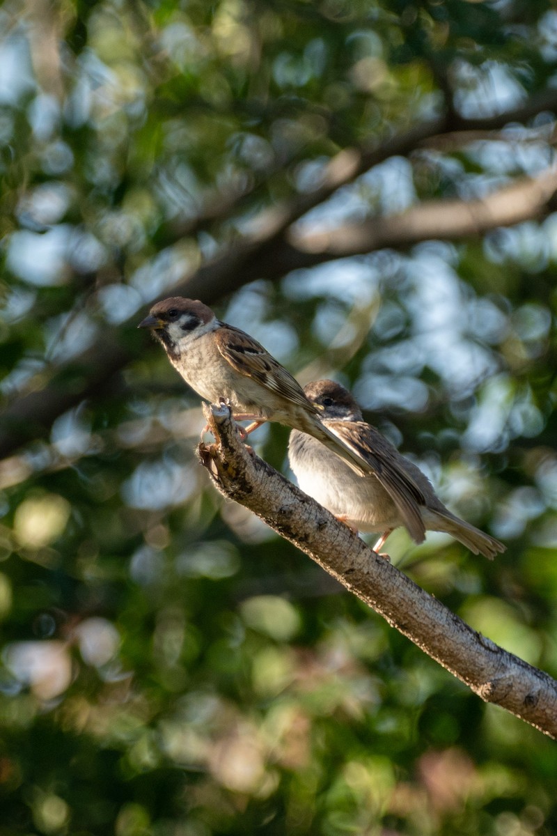Eurasian Tree Sparrow - ML480658361