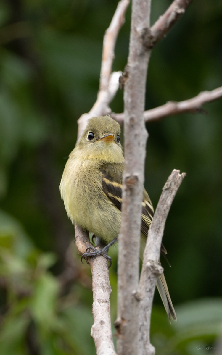 Yellow-bellied Flycatcher - Jim Gordon