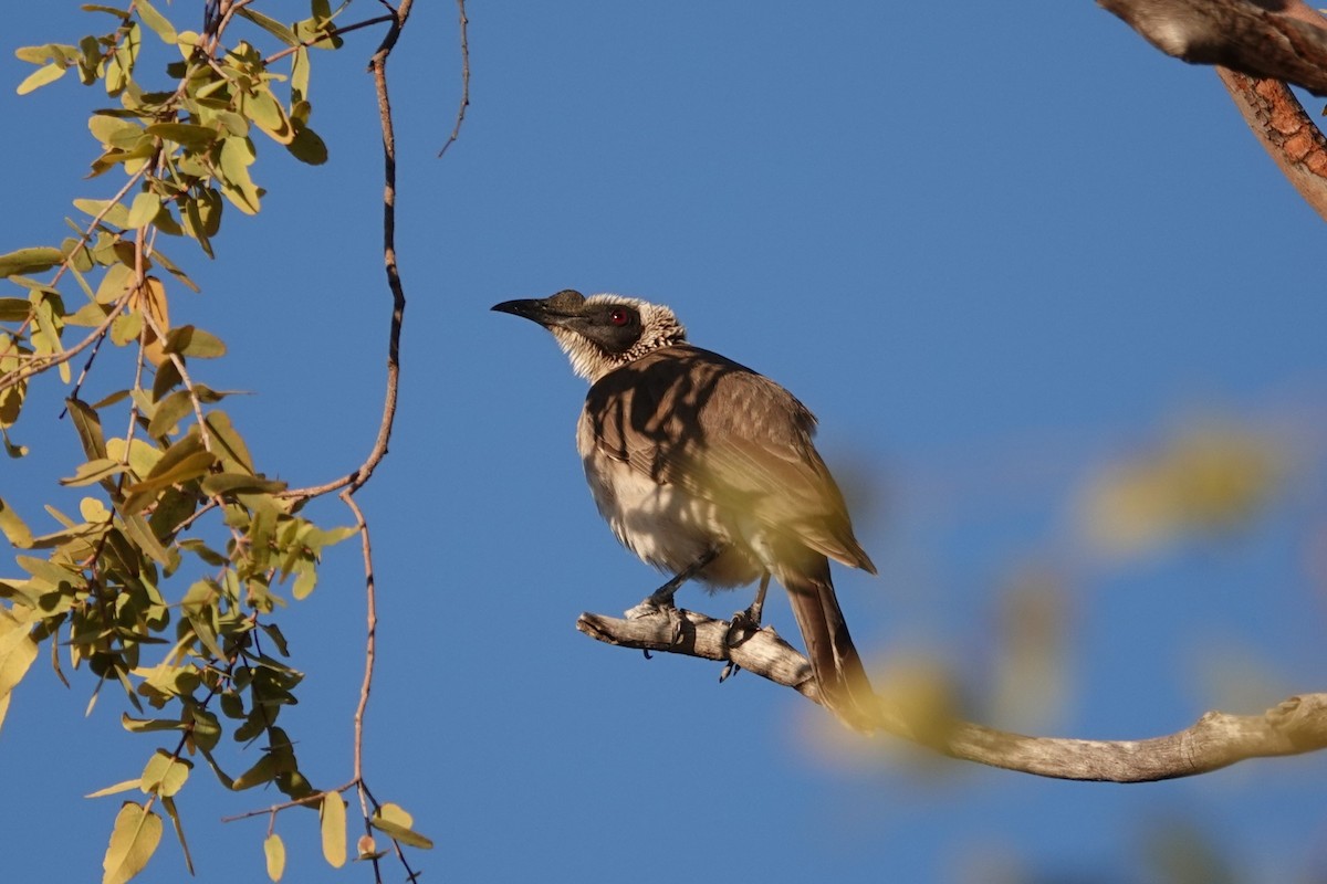 Silver-crowned Friarbird - ML480664361
