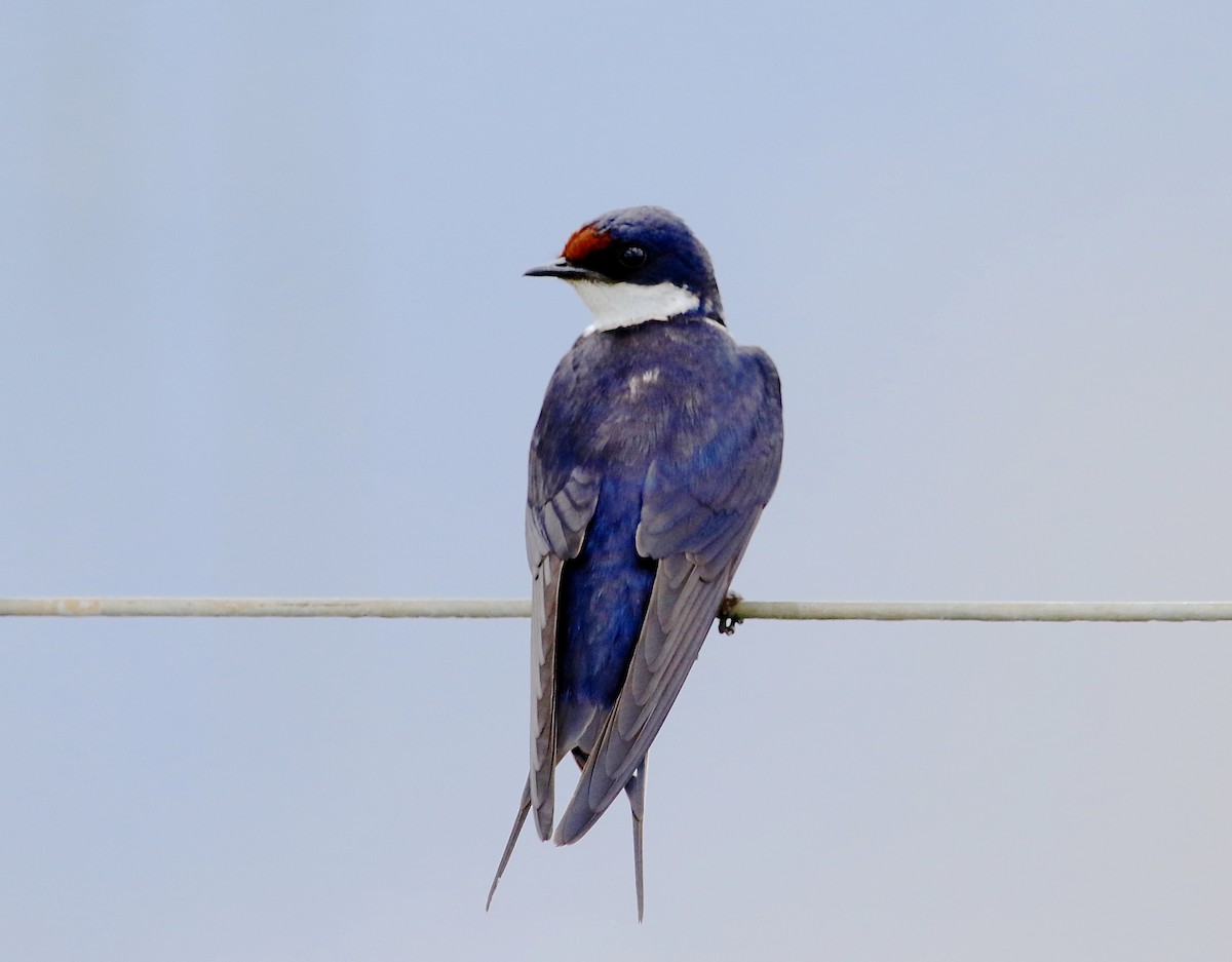 White-throated Swallow - Gil Ewing