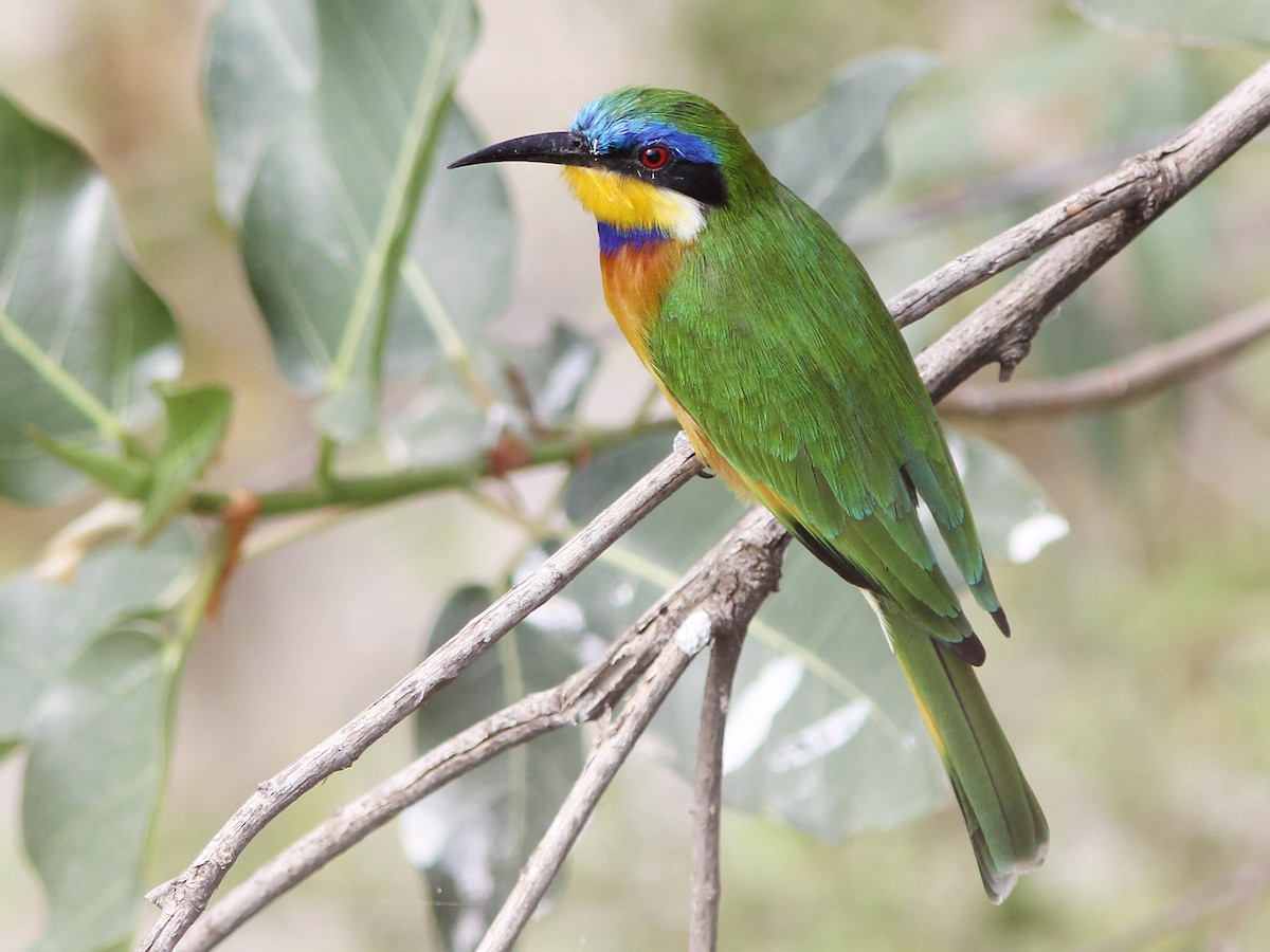 Ethiopian Bee-eater - Merops lafresnayii - Birds of the World