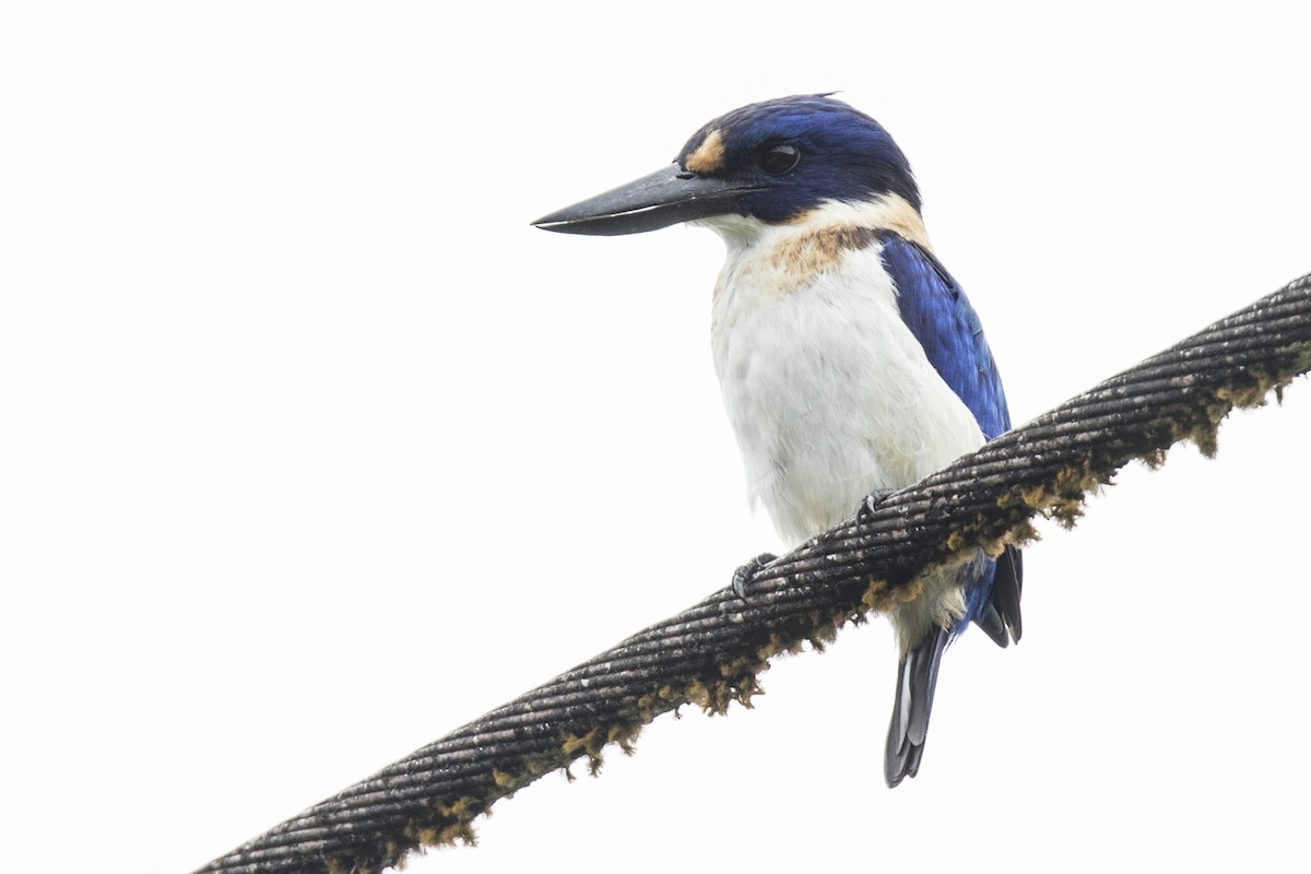 Blue-and-white Kingfisher - ML480666831