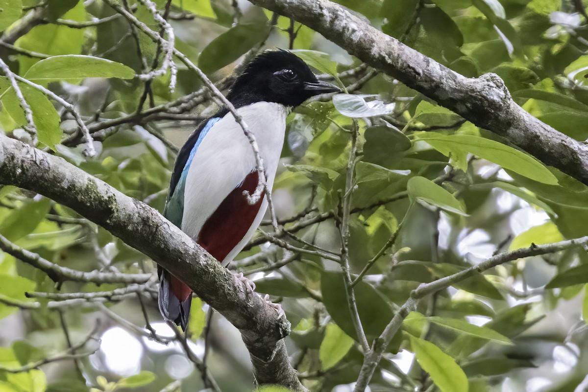 Ivory-breasted Pitta - ML480667281