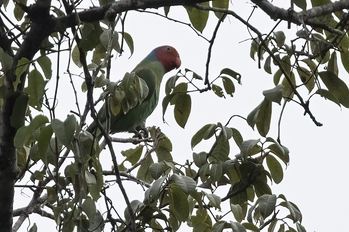 Red-cheeked Parrot - ML480667721