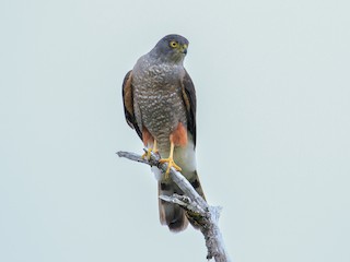 Chilean Hawk - Accipiter chilensis - Birds of the World