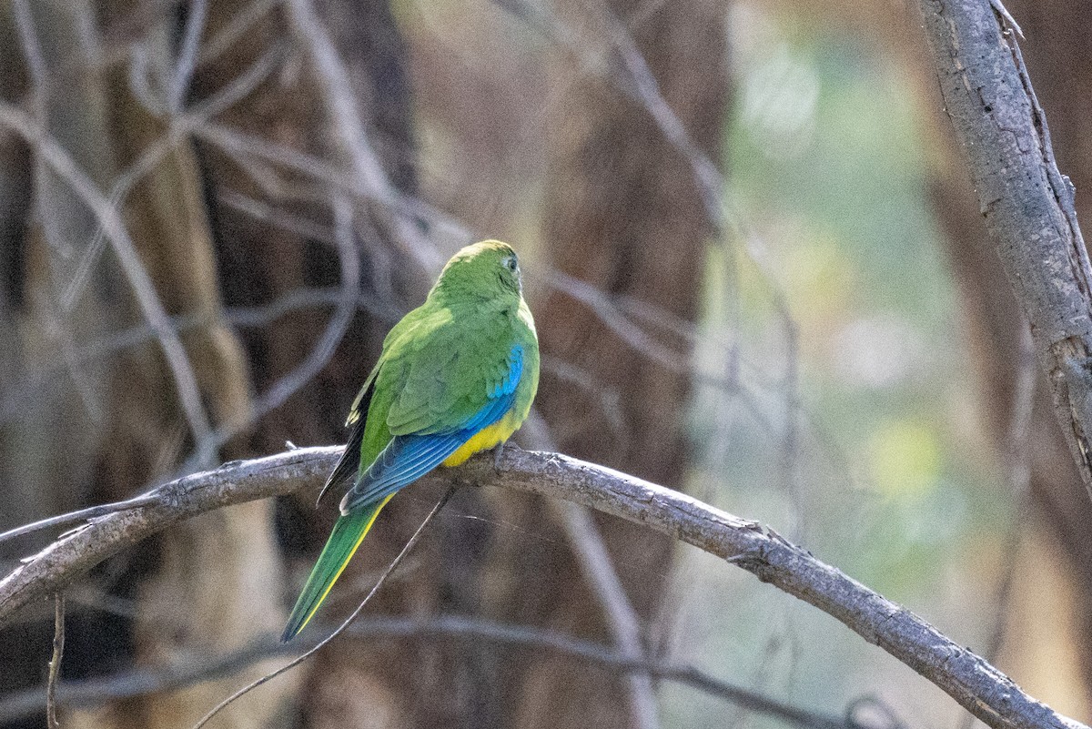 Turquoise Parrot - Richard and Margaret Alcorn