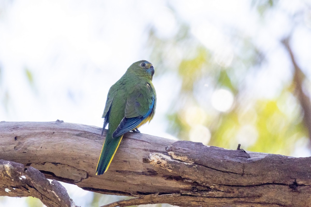 Turquoise Parrot - ML480671021
