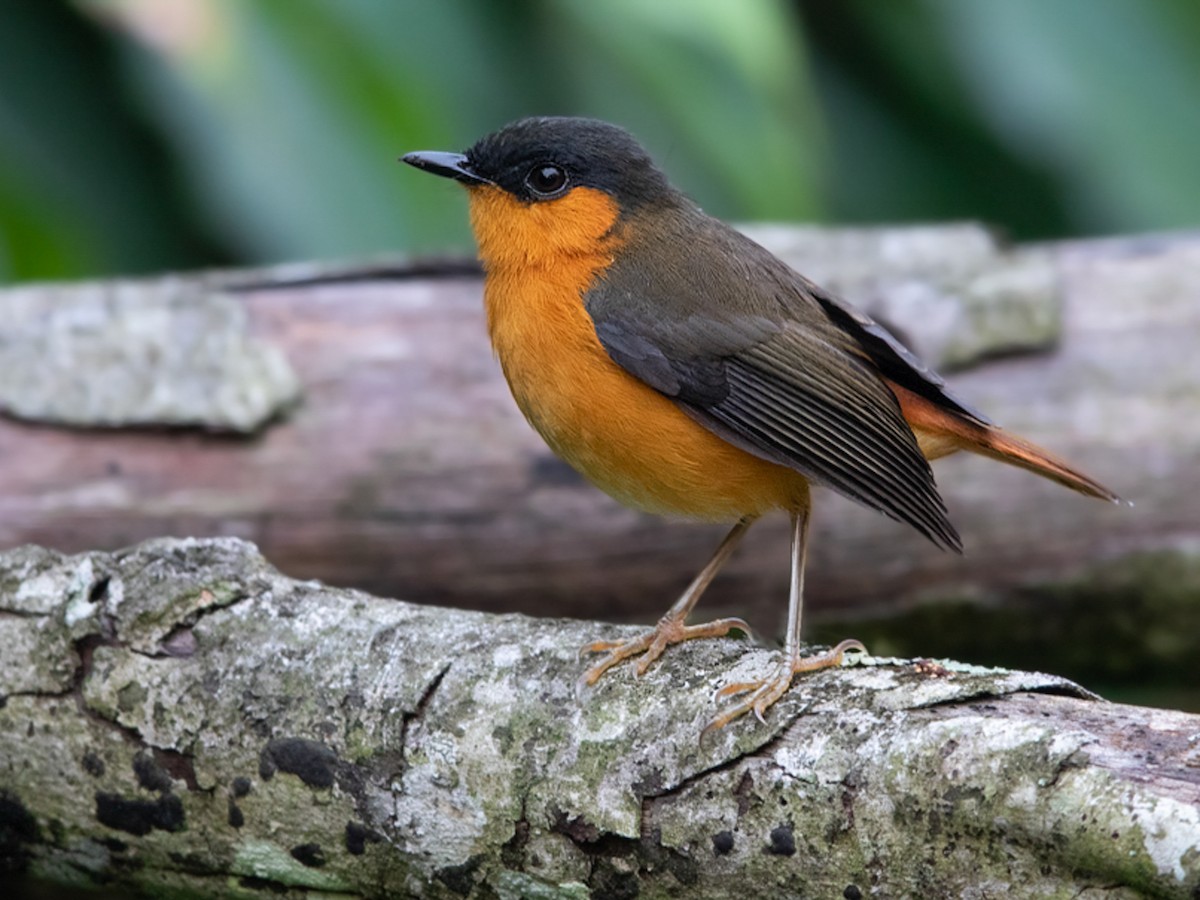 Short-tailed Akalat - Sheppardia poensis - Birds of the World