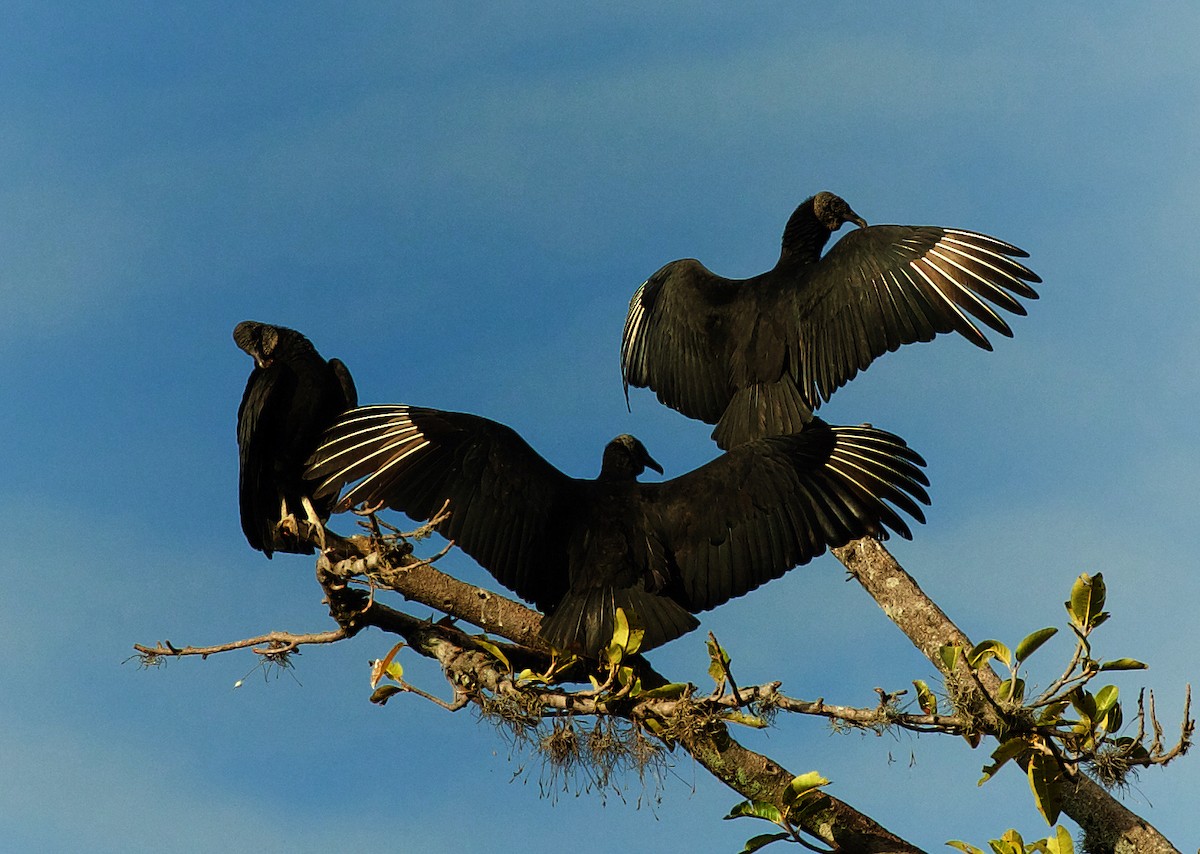 Black Vulture - David Ascanio