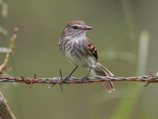  - Mouse-gray Flycatcher