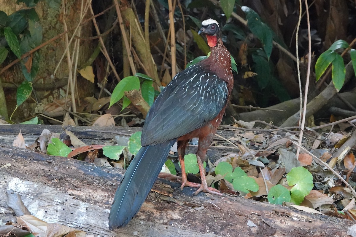 White-crested Guan - ML480675281