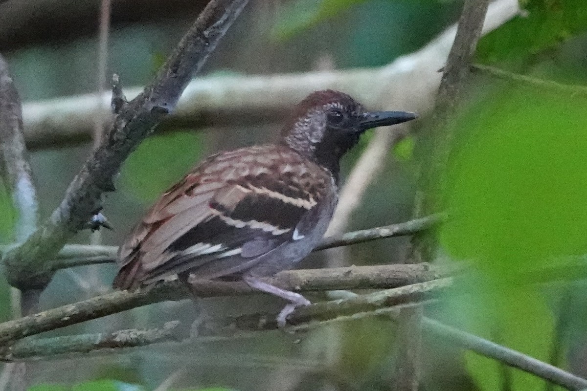 Wing-banded Antbird (Wing-banded) - ML480675321