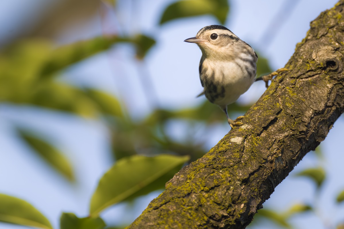 Black-and-white Warbler - ML480677311