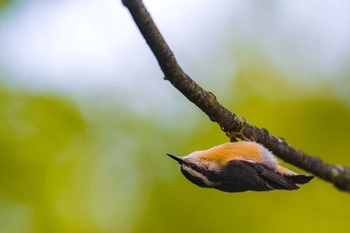 Red-breasted Nuthatch - ML480678501