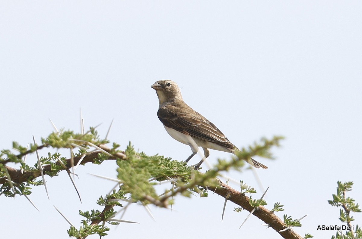 Yellow-spotted Bush Sparrow - ML480679991