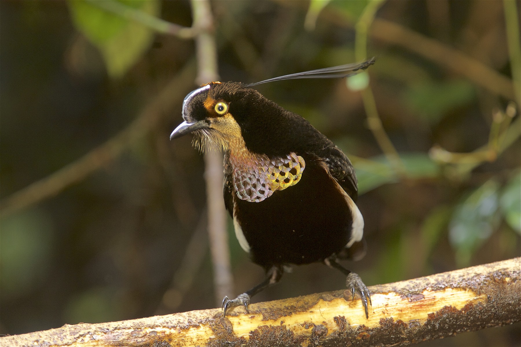 Carola's Parotia - eBird