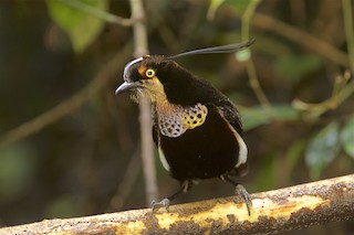  - Carola's Parotia