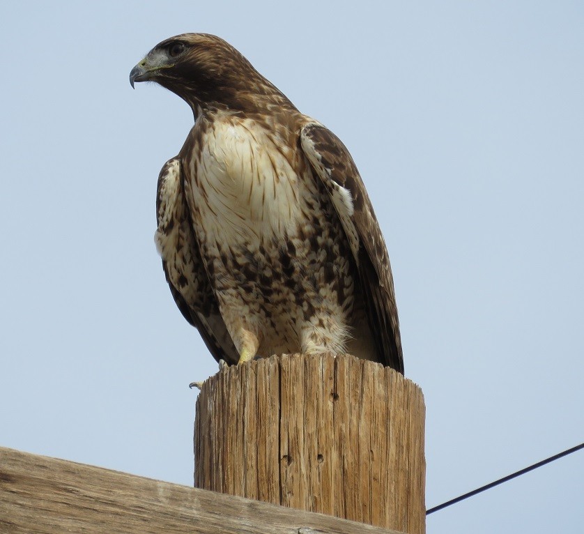 Red-tailed Hawk - Anne (Webster) Leight