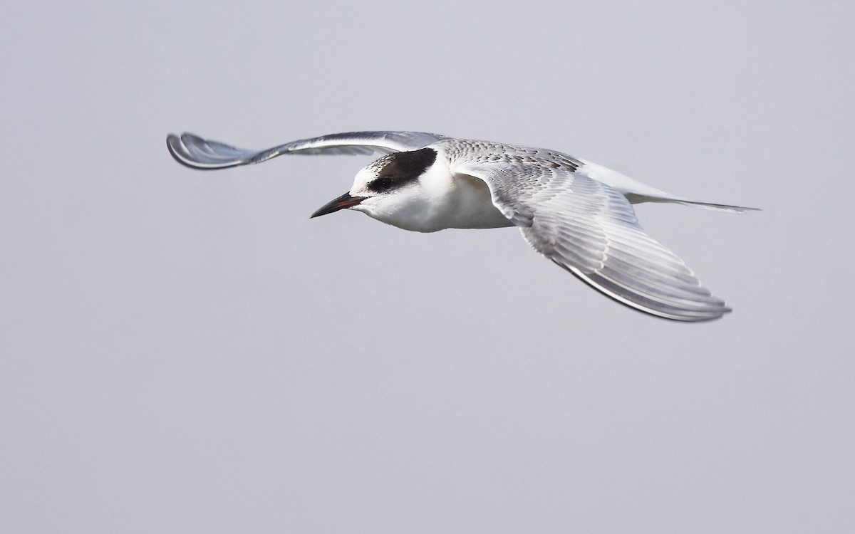 Arctic Tern - Christopher Lindsey