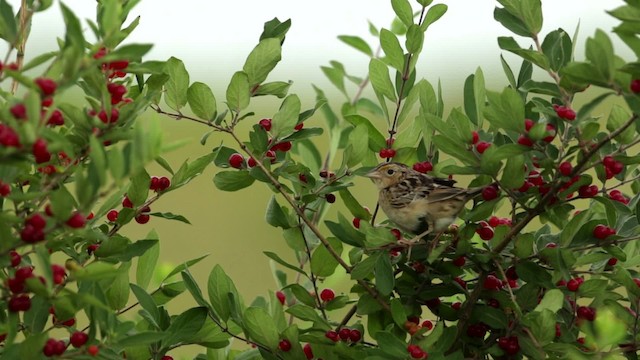 Grasshopper Sparrow - ML480693