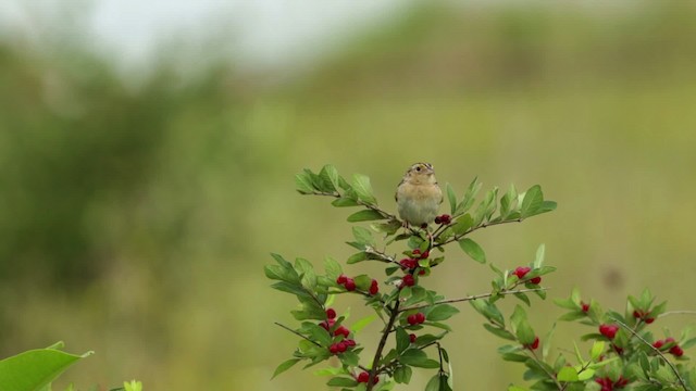 Grasshopper Sparrow - ML480694