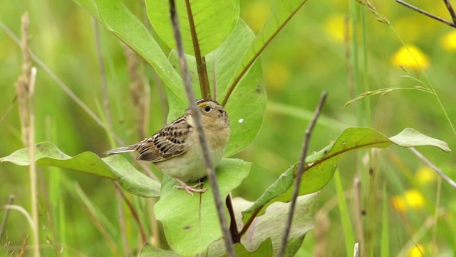 Grasshopper Sparrow - ML480695
