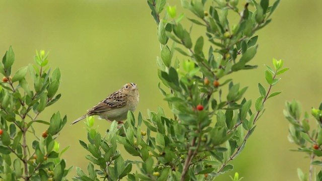Grasshopper Sparrow - ML480696
