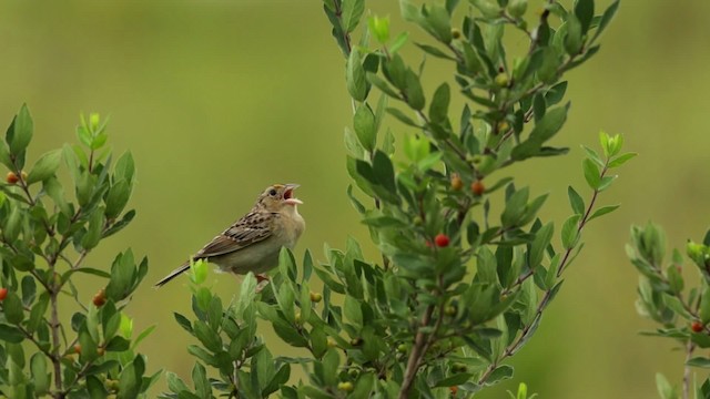 Grasshopper Sparrow - ML480697