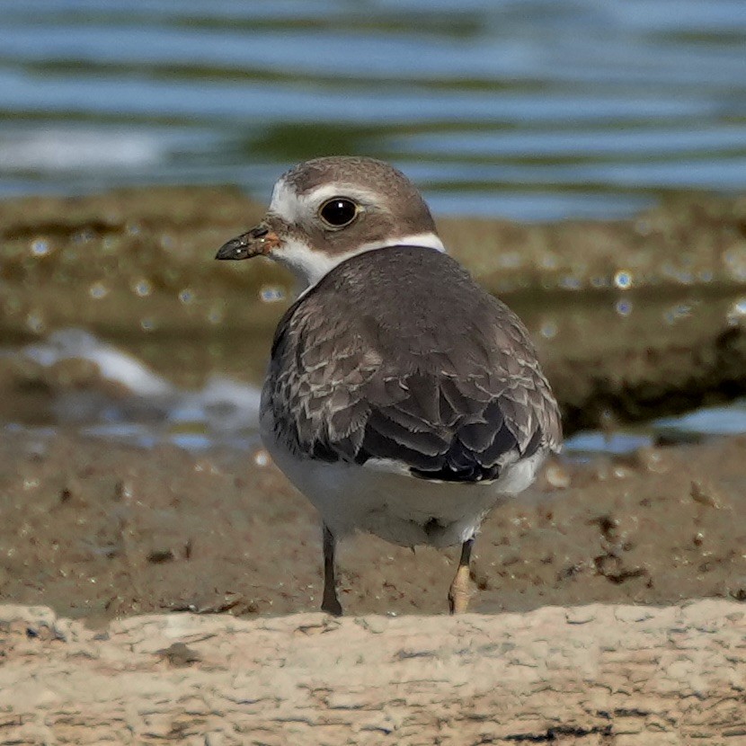 Semipalmated Plover - ML480697621