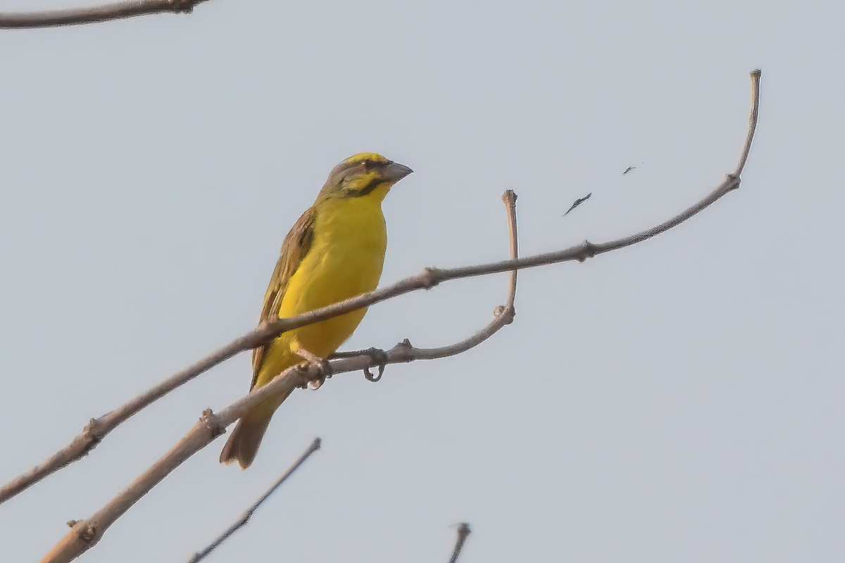 Yellow-fronted Canary - ML480698421