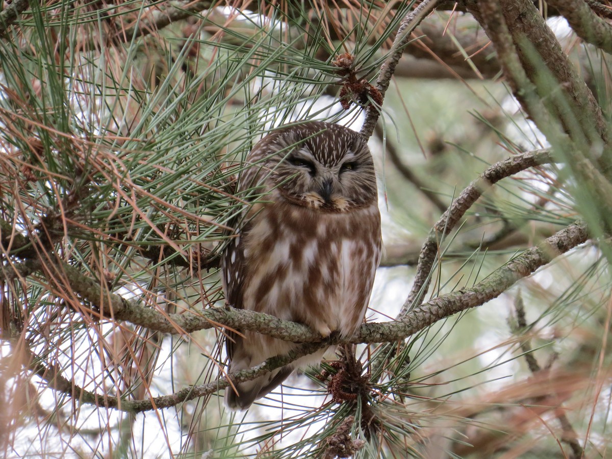 Northern Saw-whet Owl - Michael L Crouse