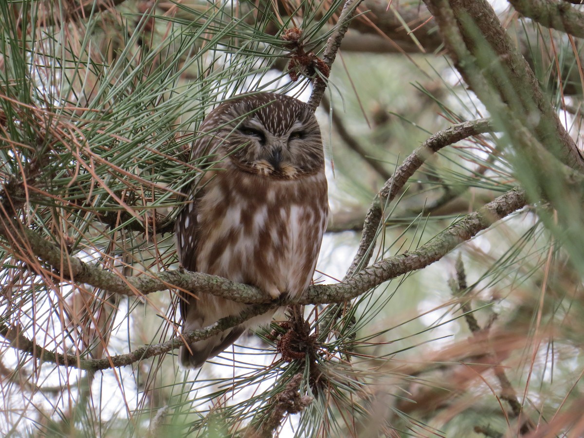 Northern Saw-whet Owl - Michael L Crouse