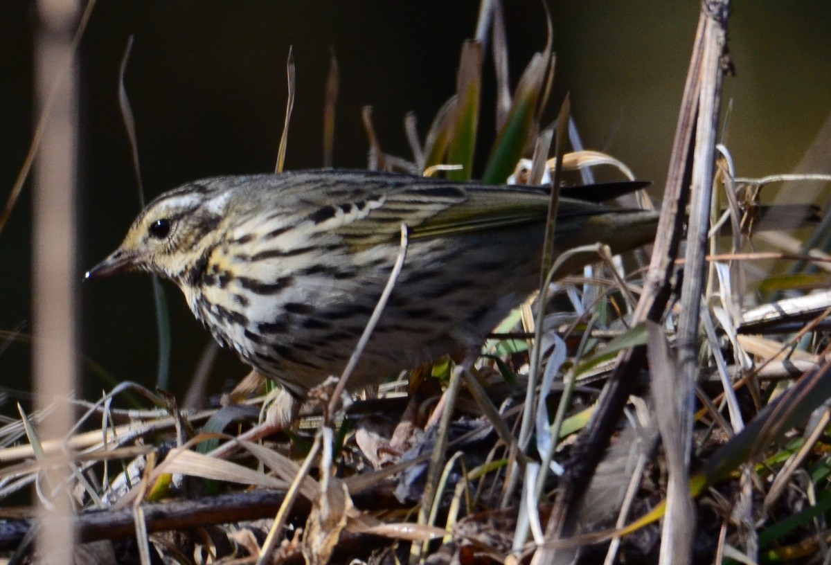 Olive-backed Pipit - ML480701001